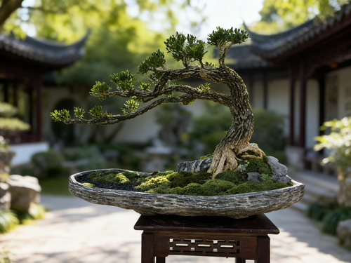 [雀舌黄杨]风动怪桩精品老桩 7cm 粗主杆 正版宜兴紫砂盆艺术盆栽